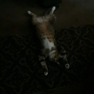 Meet your Posher, Pattie